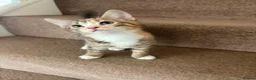 Mixed Breed cats for sale: 🐾LAST KITTEN AVAILABLE🐾 in Ashford - Advert 2