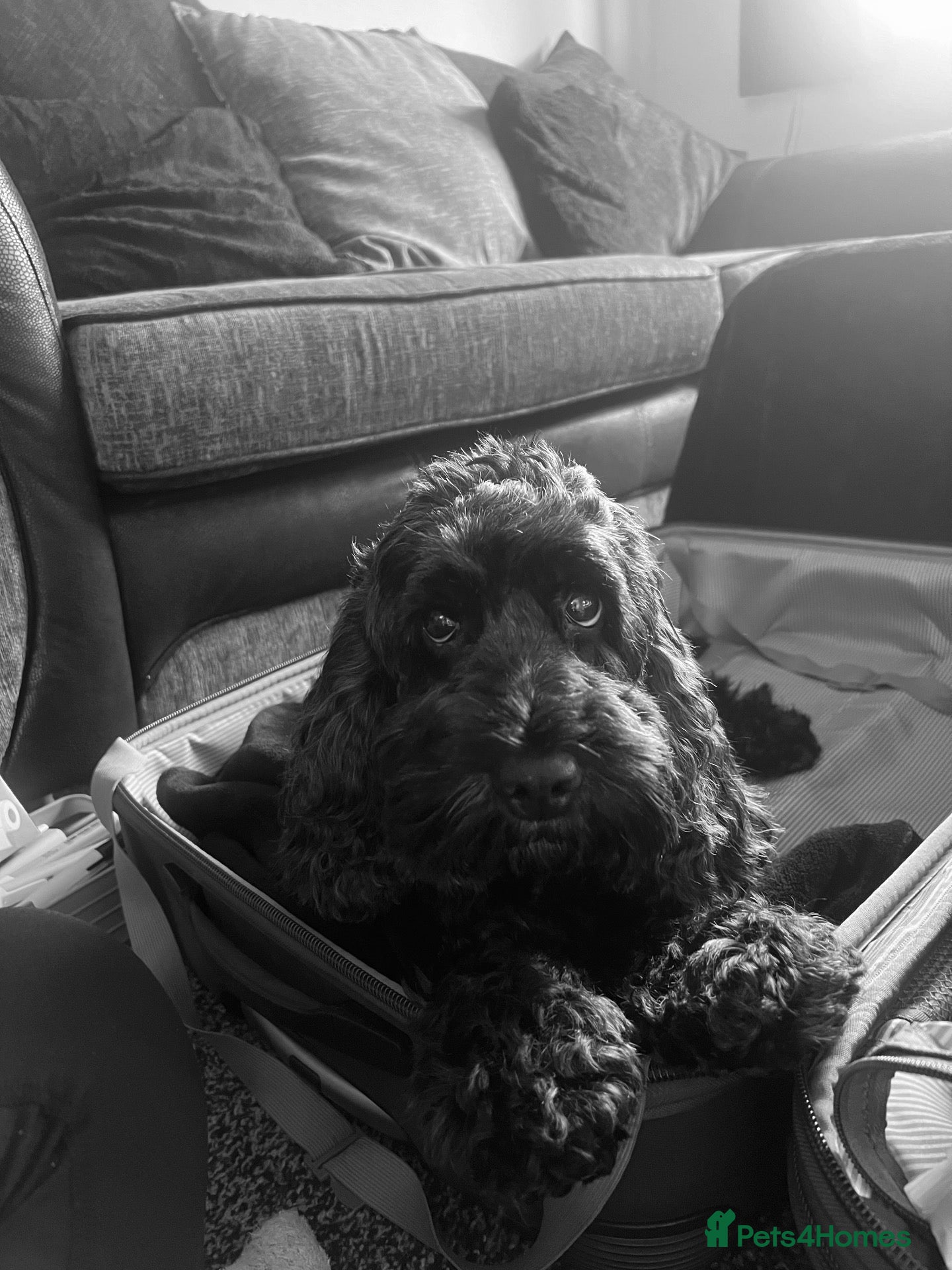 Cockapoo dogs Luna, cockapoo for a loving home 🐶 - Advert 2