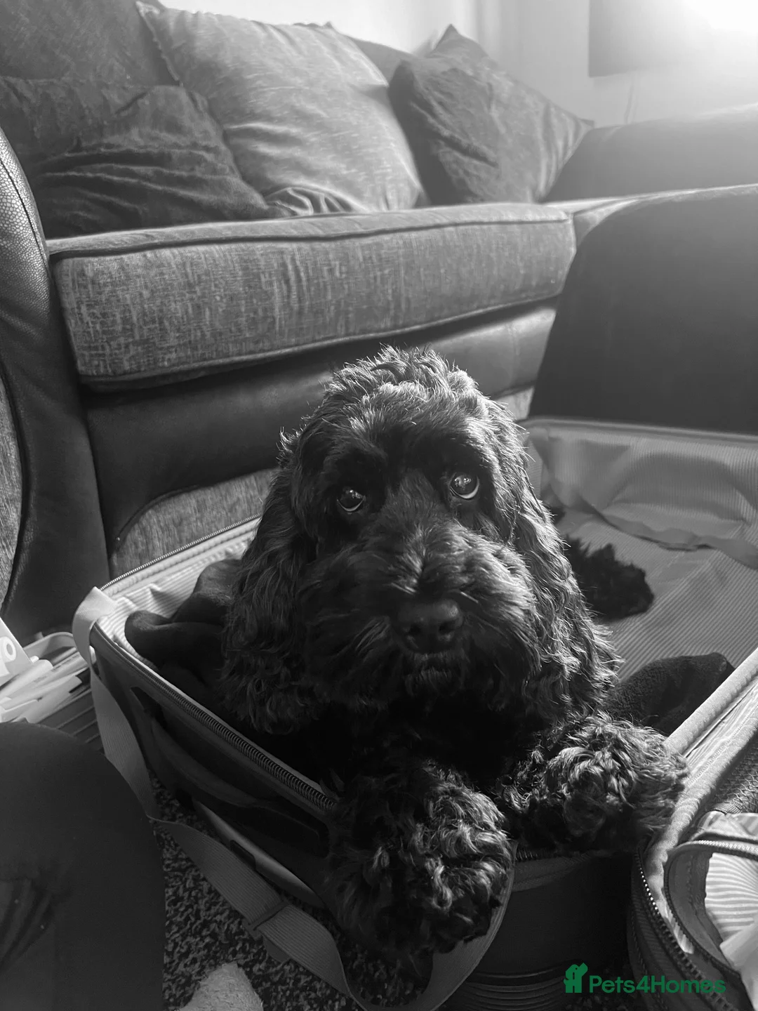 Cockapoo dogs for sale: Luna, cockapoo for a loving home 🐶 in Dereham - Advert 1