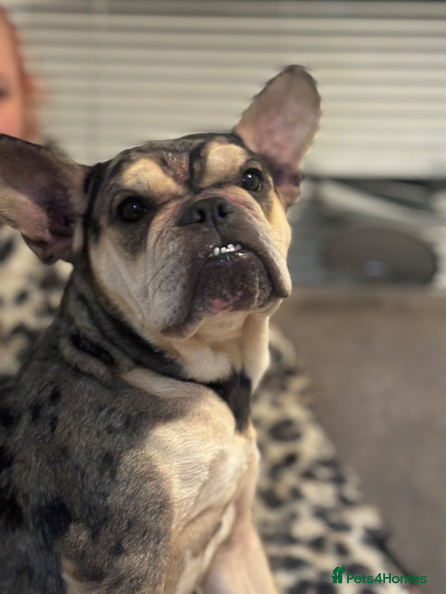 Mixed Breed dogs for sale: French bulldog cross  - Advert 11