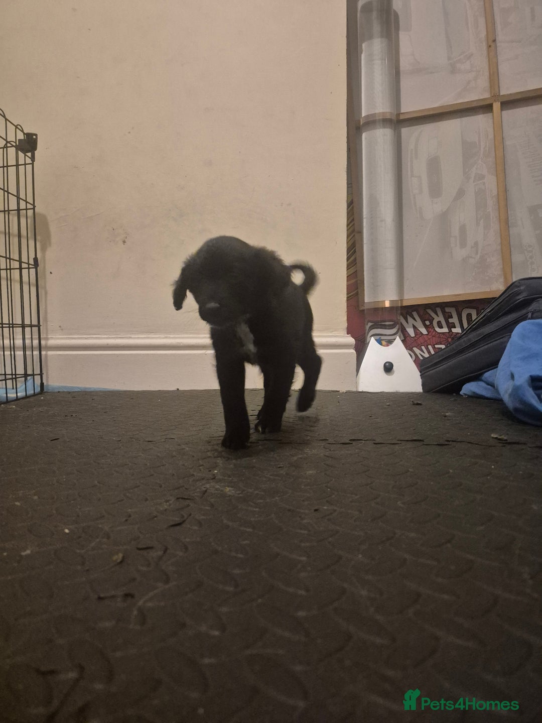 Mixed Breed dogs for sale: Mixed breed puppies for sale  - Advert 20