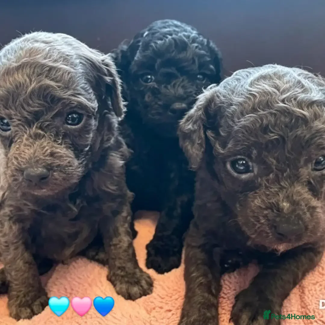 Toy Poodle dogs 🩶🩶X2 Rare true grey boys x1 black girl 🩷🐶 - Advert 13