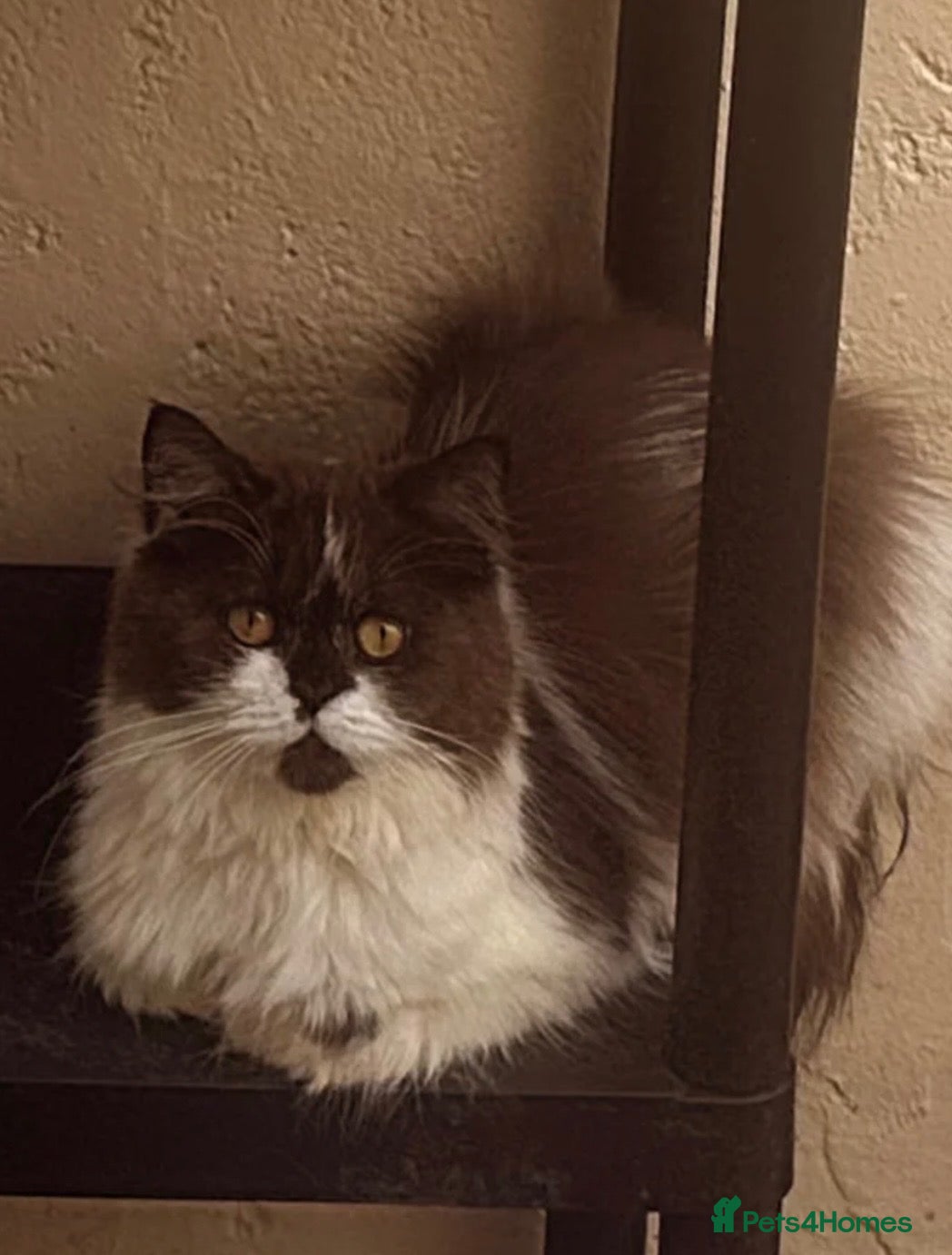 British Longhair cats Chocolate bi colour British shorthair  - Advert 6