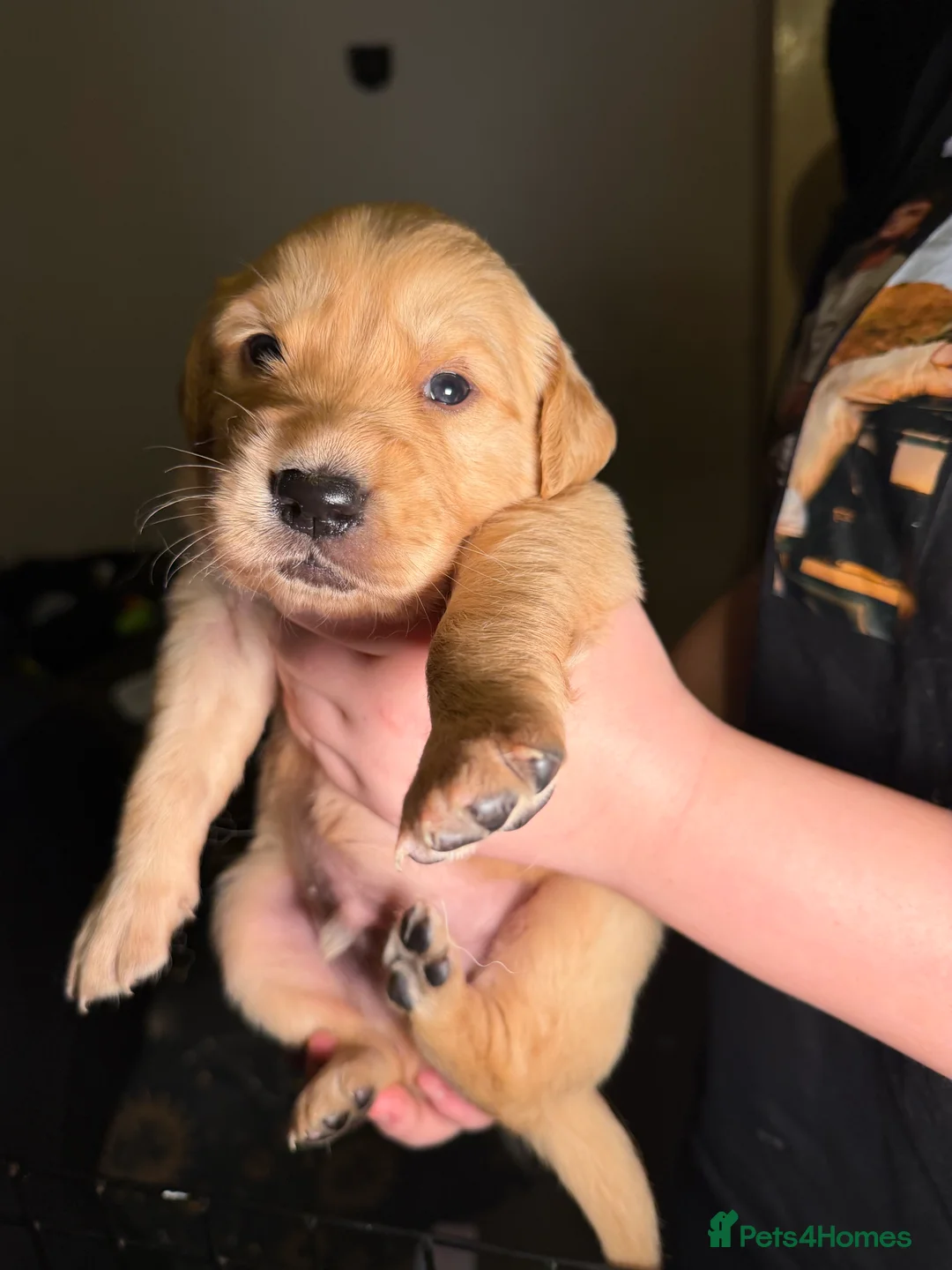 Golden Retriever dogs for sale: Beautiful KC Reg Golden Retrievers - Advert 21