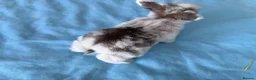 Mini Lop rabbits for sale: 3 adorable Mini Lop rabbits looking for new home - Advert 6