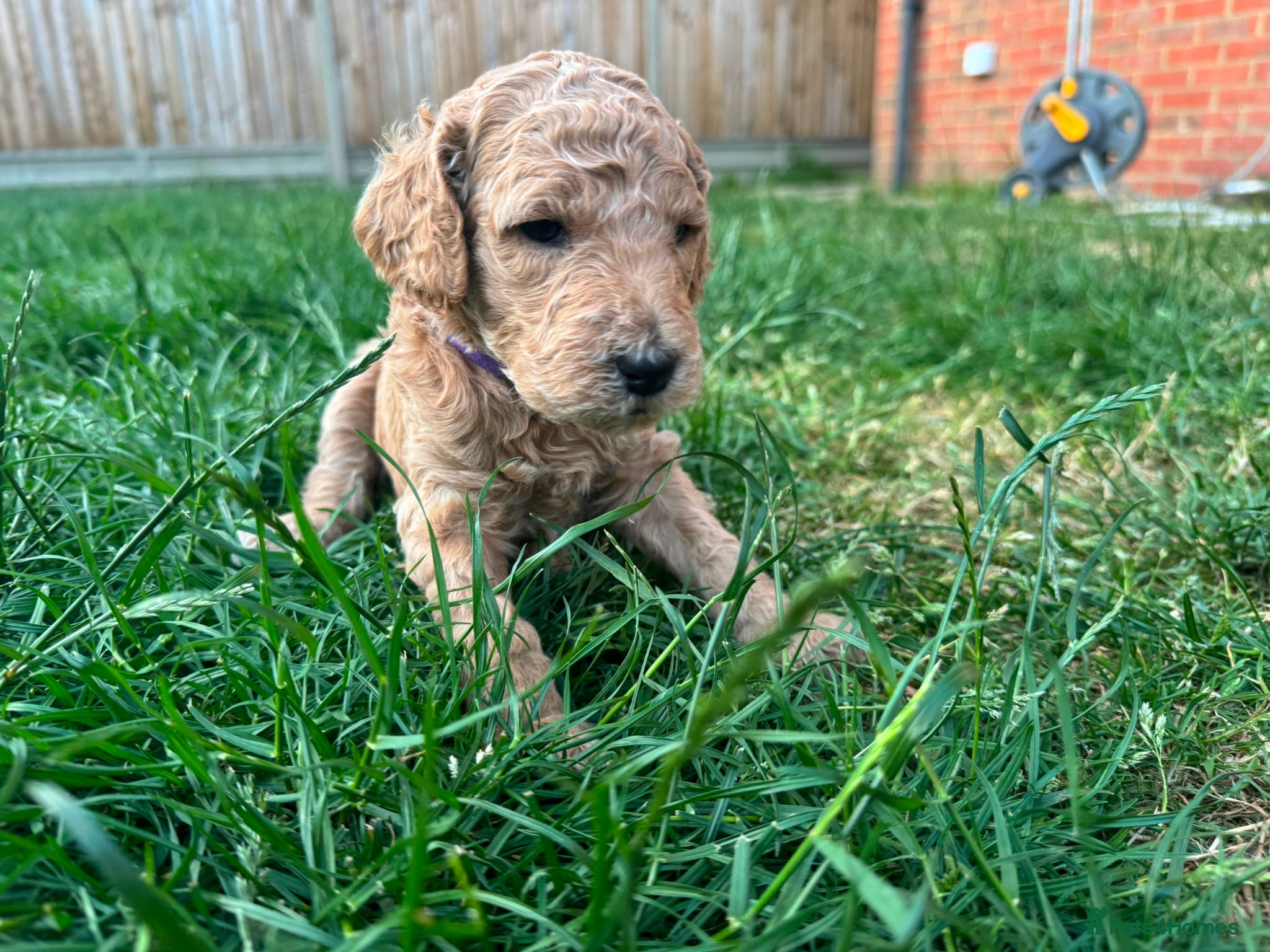 Goldendoodle dogs for sale: Stunning Goldendoodle Puppies in Herne Bay - Advert 5