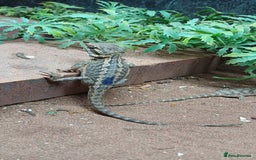 Bearded Dragon reptiles for sale: Baby bearded dragons  - Image 3
