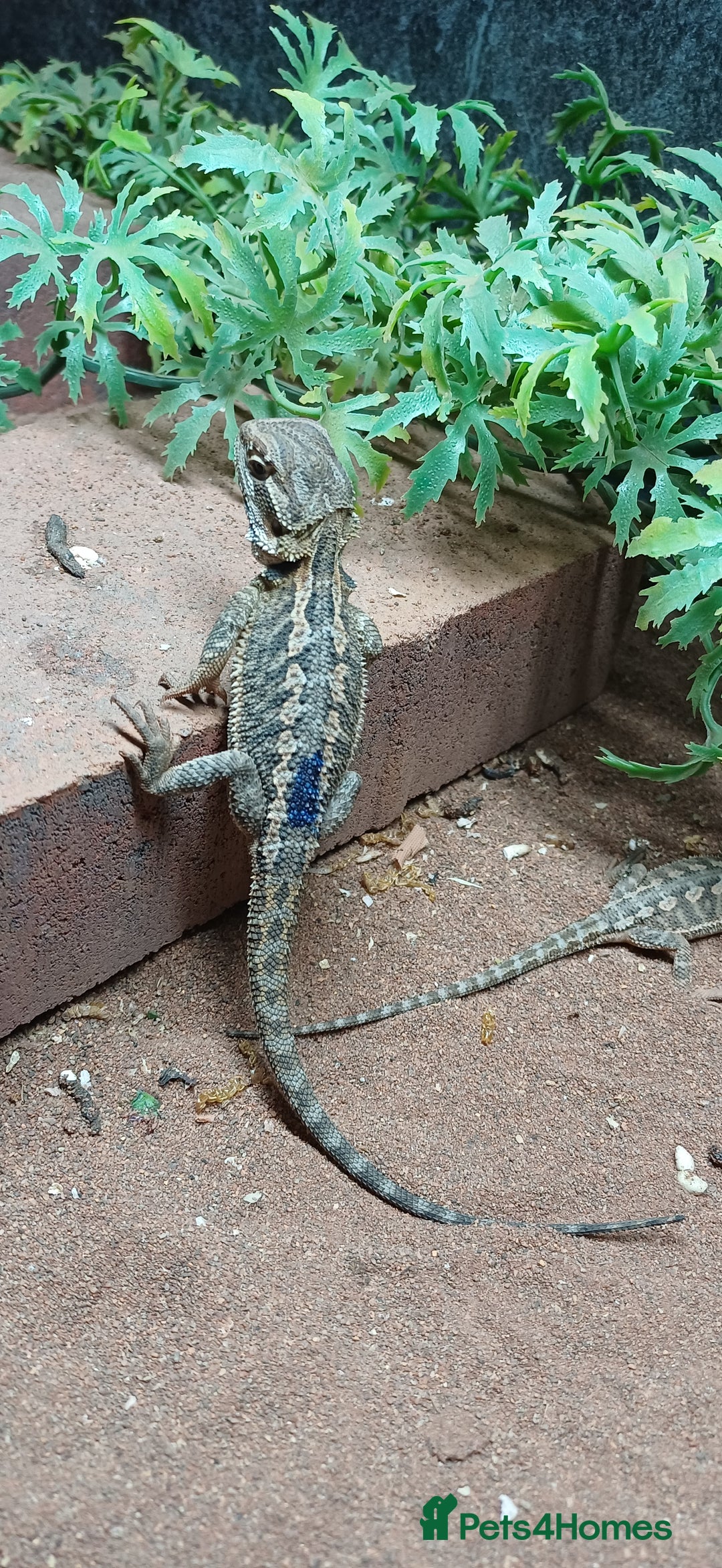 Bearded Dragon reptiles for sale: Baby bearded dragons  - Image 3