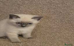 Mixed Breed cats for sale: Blue point and blue lynx ragdoll kittens - Image 2