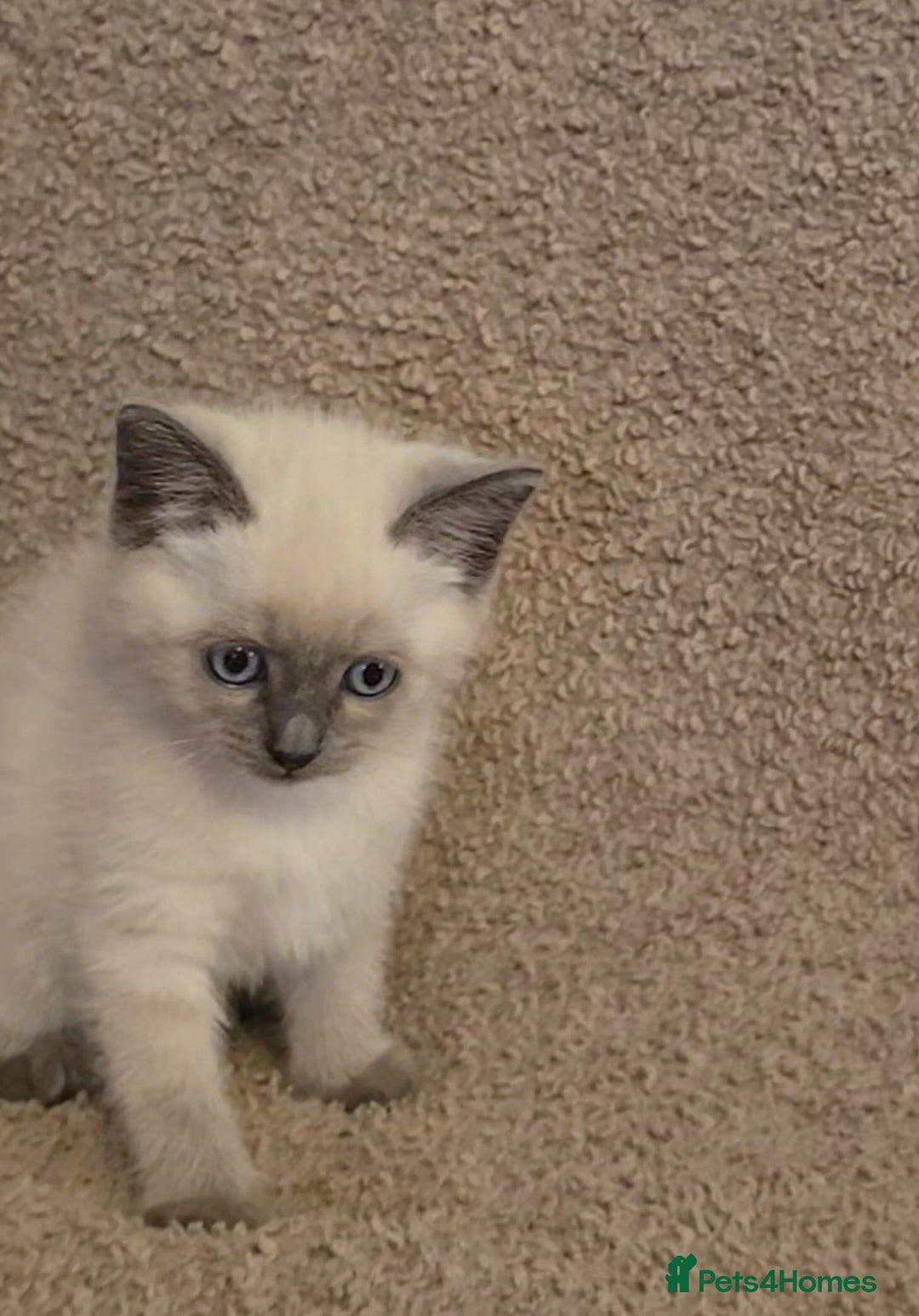 Mixed Breed cats for sale: Blue point and blue lynx ragdoll kittens - Image 2