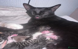 British Shorthair cats for sale: Kittens for sale - Image 3