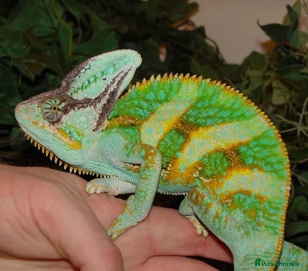 Chameleon reptiles for sale: Tame & Friendly Male Veiled Chameleon - Advert 1