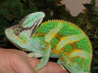 Chameleon reptiles Tame & Friendly Male Veiled Chameleon - Advert 11