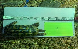 Hermann Tortoise reptiles for sale: Testudo hermanni (Hermanns Tortoise) - Advert 5