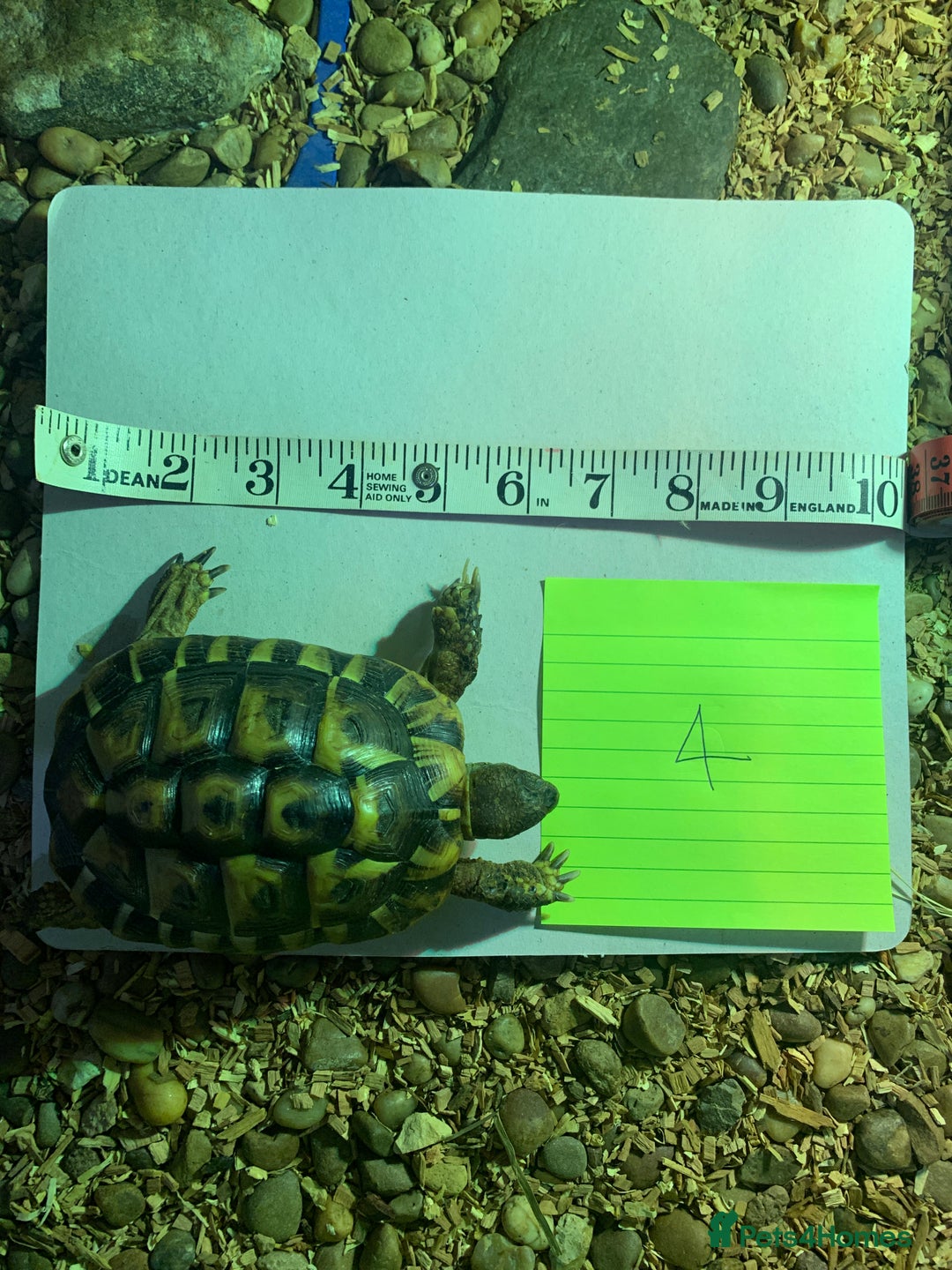 Hermann Tortoise reptiles for sale: Testudo hermanni (Hermanns Tortoise) - Advert 5