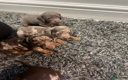 Dachshund dogs for sale: Beautiful Dachshund puppies - Image 4