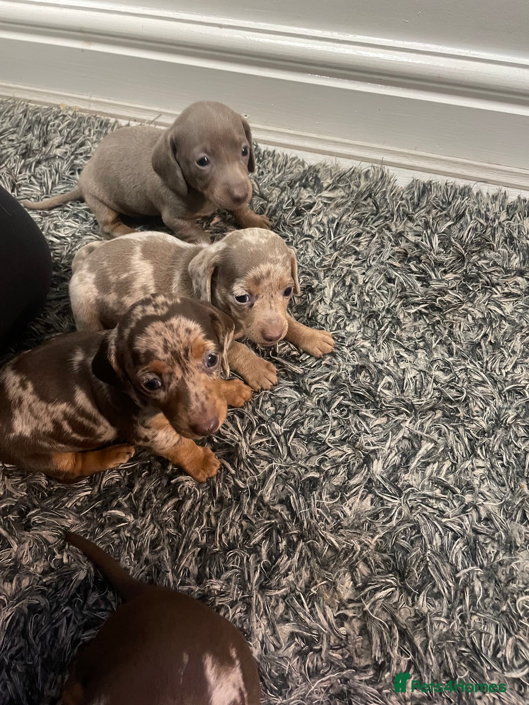 Dachshund dogs for sale: Beautiful Dachshund puppies - Image 4