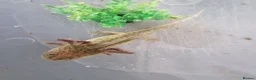 Axolotl reptiles for sale: Juvenile axolotl - Advert 2