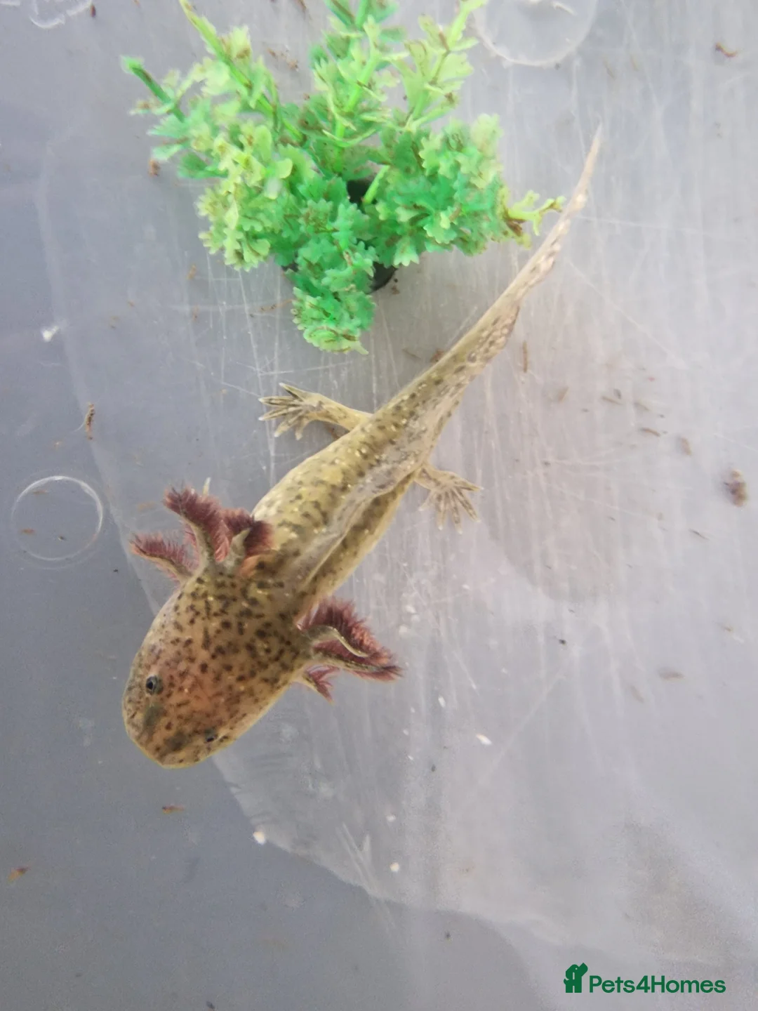 Axolotl reptiles for sale: Juvenile axolotl - Advert 2