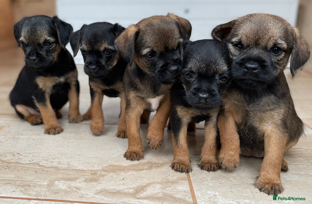 Border Terrier dogs for sale: Quality Border Terrier Puppies - Image 1