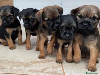 Border Terrier dogs Quality Border Terrier Puppies - Advert 6
