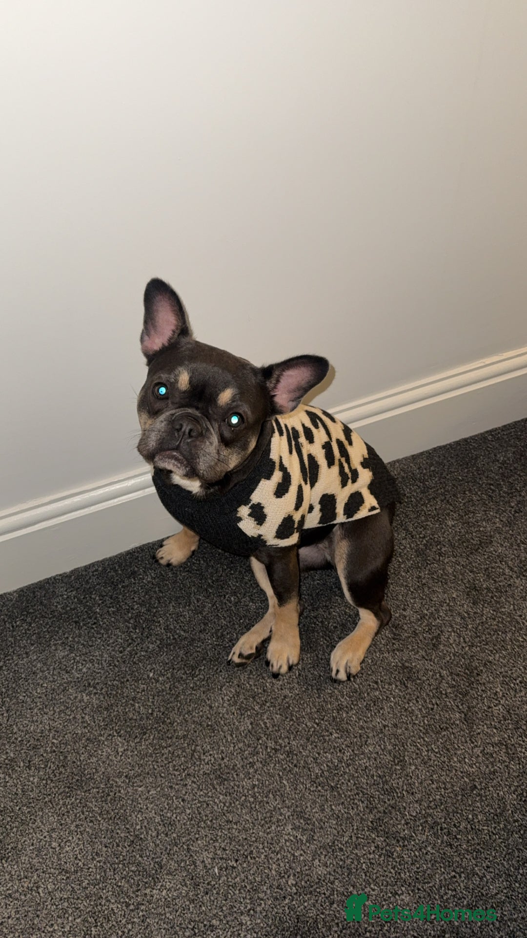 French Bulldog dogs for sale: french bulldog - Advert 2