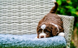 Spanish Water Dog dogs for sale: Spanish Water Dog Puppies  - Image 22