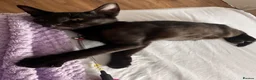 British Shorthair cats for sale: Little Nyx in Dagenham - Advert 3