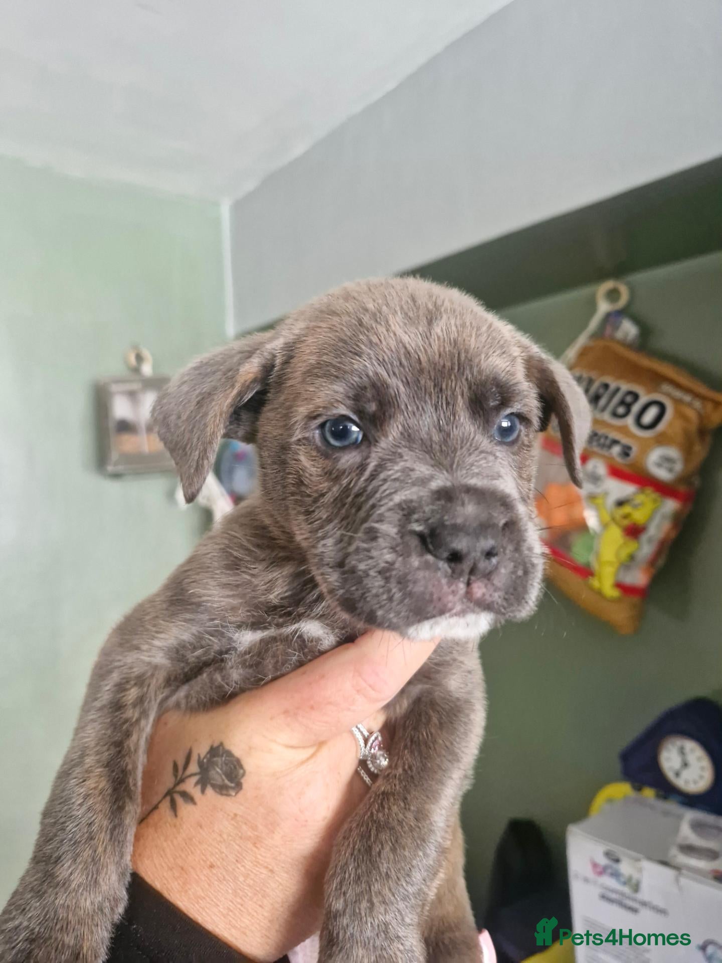 Mixed Breed dogs for sale: Staffy cross blue blooded bulldog puppies - Advert 2