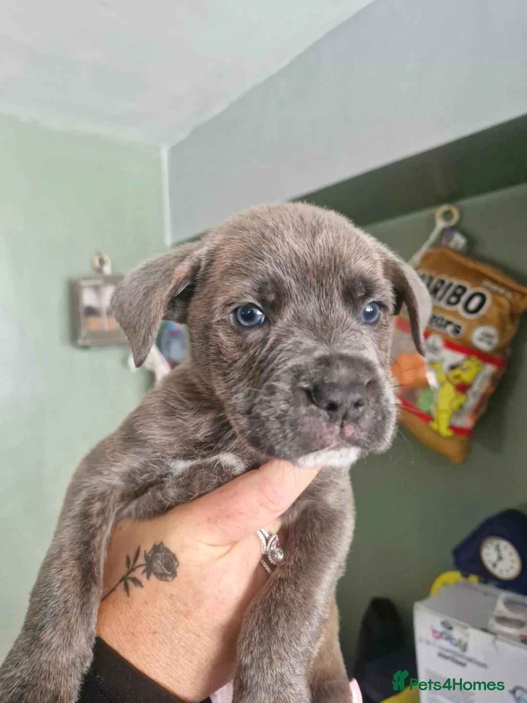 Mixed Breed dogs for sale: Staffy cross blue blooded bulldog puppies - Advert 1