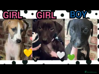 Mixed Breed dogs 3x Beautiful Saluki Whippet- READ,Y NOW💕 - Advert 15