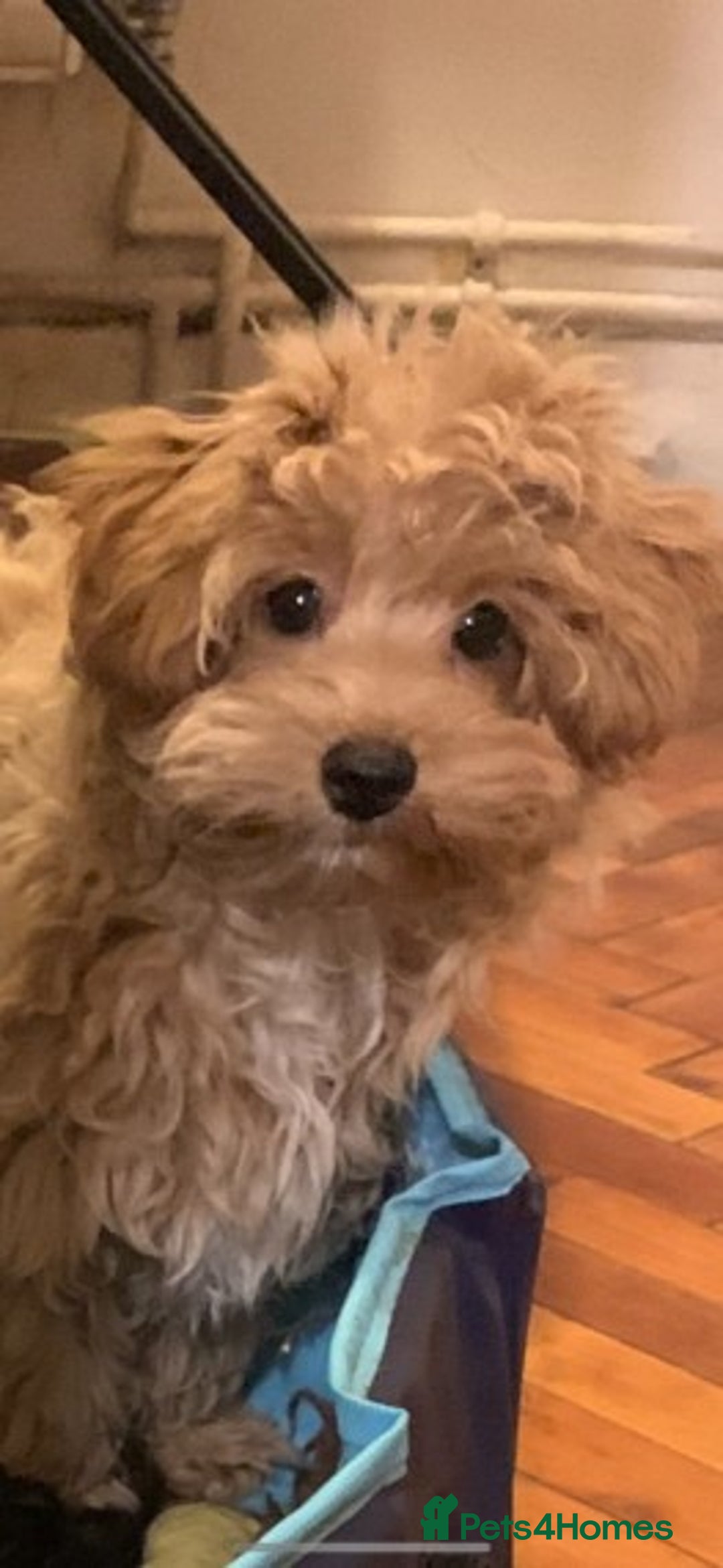 Cavapoo dogs for stud: Extensively Health Tested Deep Red Tiny Toy Poodle in Mansfield - Image 21