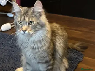 Maine Coon cats Maincoon female GCCF reg 15 months - Advert 7