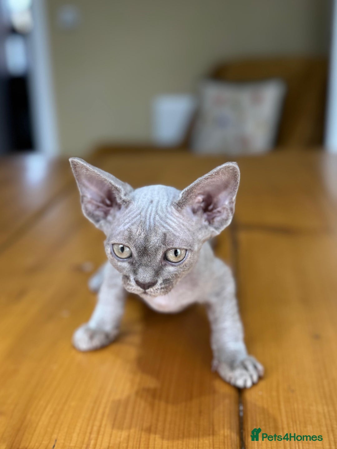 Devon Rex cats for sale: 🐾Pedigree Devon Rex Kittens- Raised with Love🐾 - Image 34