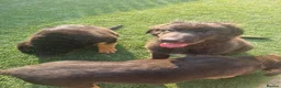 Sheprador dogs for sale: Sheprador Puppies – German Shepherd × Labrador - Advert 11