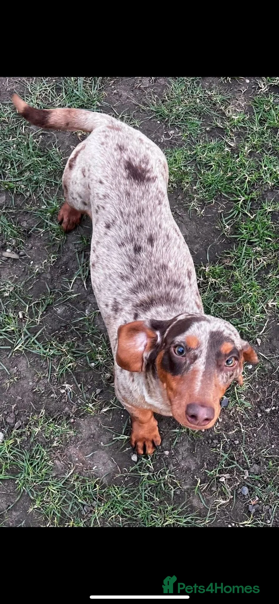 Miniature Dachshund dogs for stud: 4 x miniature studs available  - Advert 3