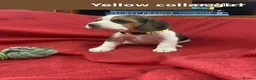 Beagle dogs for sale: Beautiful Beagle puppies for sale  - Advert 8