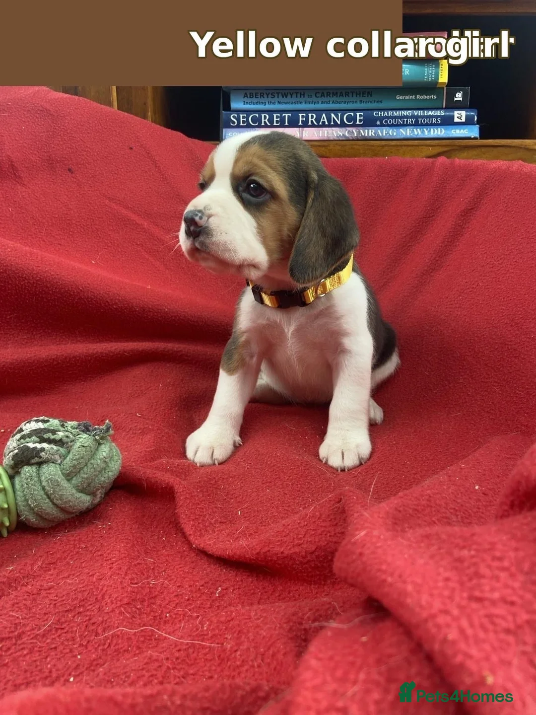 Beagle dogs for sale: Beautiful Beagle puppies for sale  - Advert 8