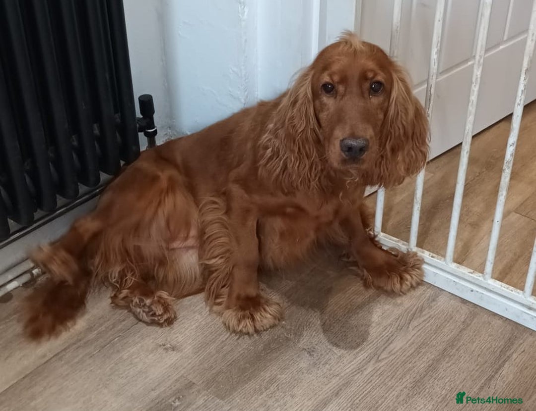 Cocker Spaniel dogs for sale: 5 Years Old Spayed Female Cocker Spaniel - Image 2