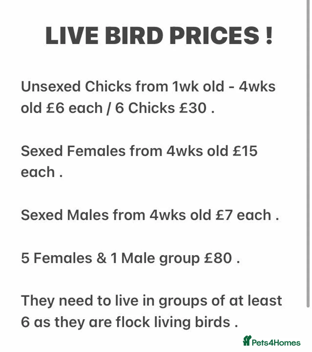 Quail poultry for sale: CHINESE PAINTED BUTTON QUAILS ! - Advert 2