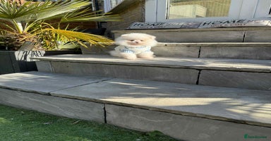 Pomeranian dogs - Advert 6