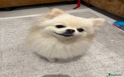 Pomeranian dogs for sale: 🐶🩷White female Pomeranian🐶🩷 - Image 4