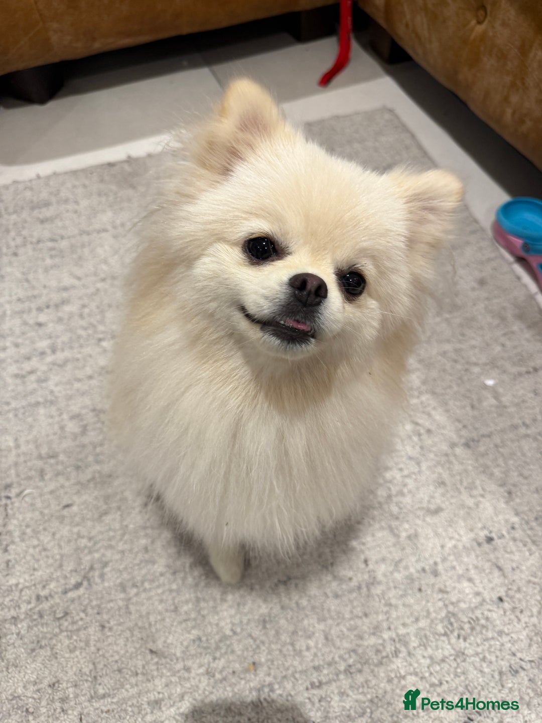 Pomeranian dogs for sale: 🐶🩷White female Pomeranian🐶🩷 - Image 4