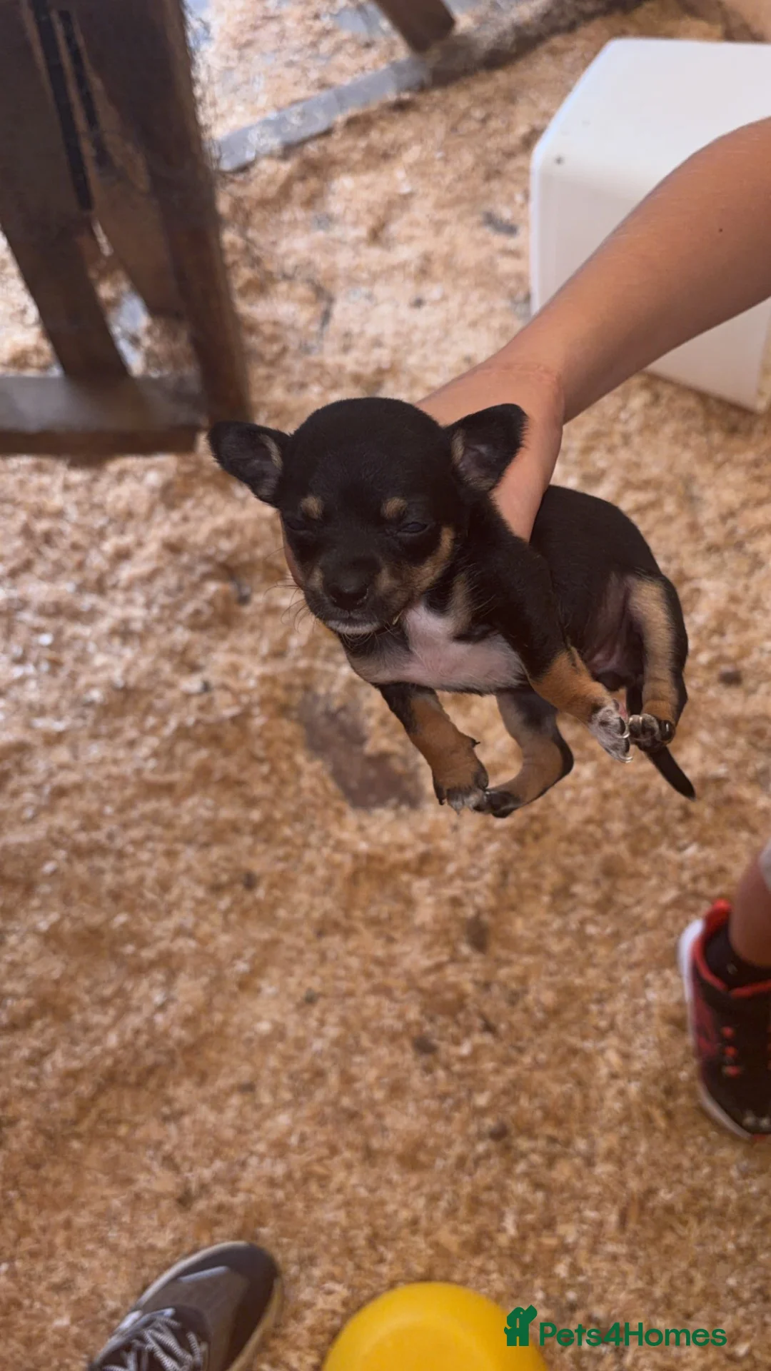 Chihuahua dogs for sale: Chihuahua pops for sale in Leighton Buzzard - Advert 1