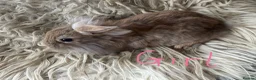 Lionhead rabbits for sale: Baby mini lop lion head rabbits  in Norwich - Advert 6