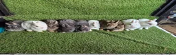 Continental Giant rabbits for sale: Majical pure breeds (Premium) - Advert 3