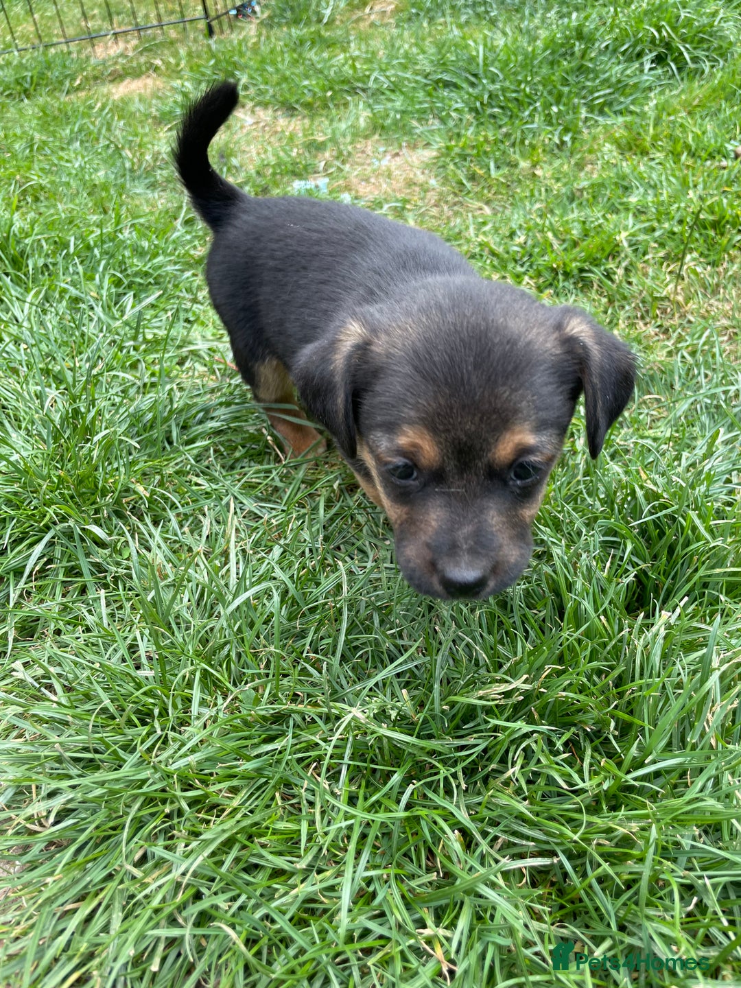Mixed Breed dogs for sale: Jack Russell Black and Tan terrier puppies  - Image 15