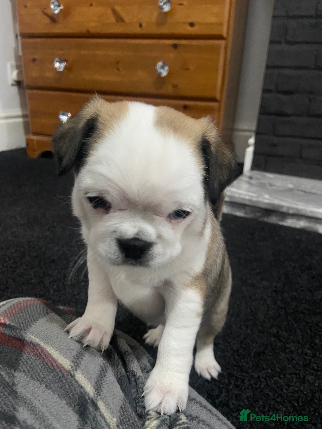 Chug dogs for sale: Stunning boy and girl Chug ready on February 7th - Advert 5