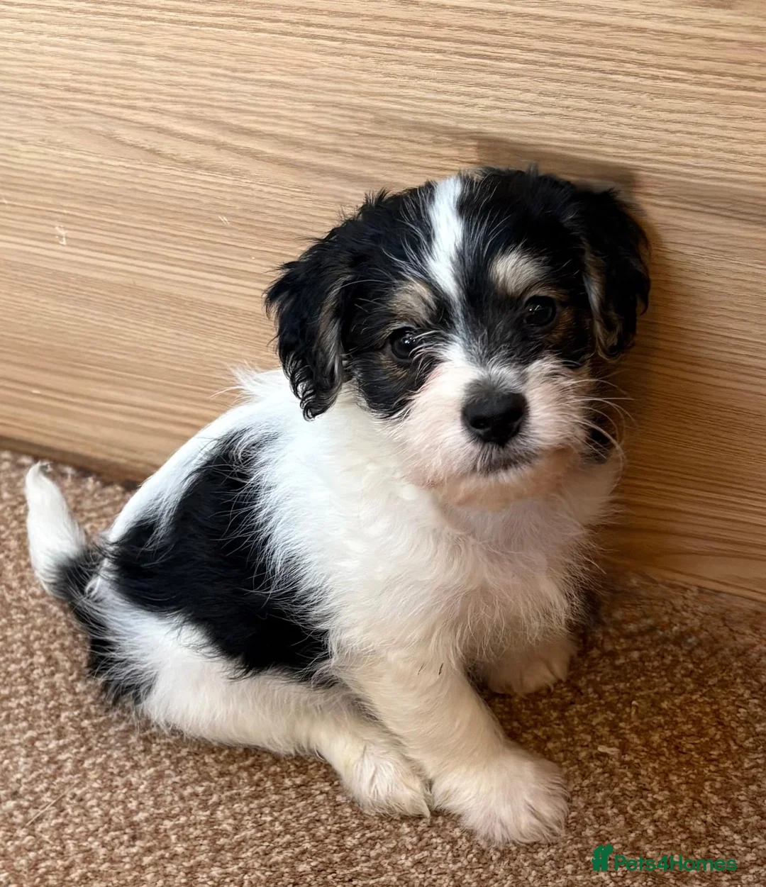 Jack Russell dogs for sale: Traditional short-legged Jack Russell puppy’s!  - Advert 6