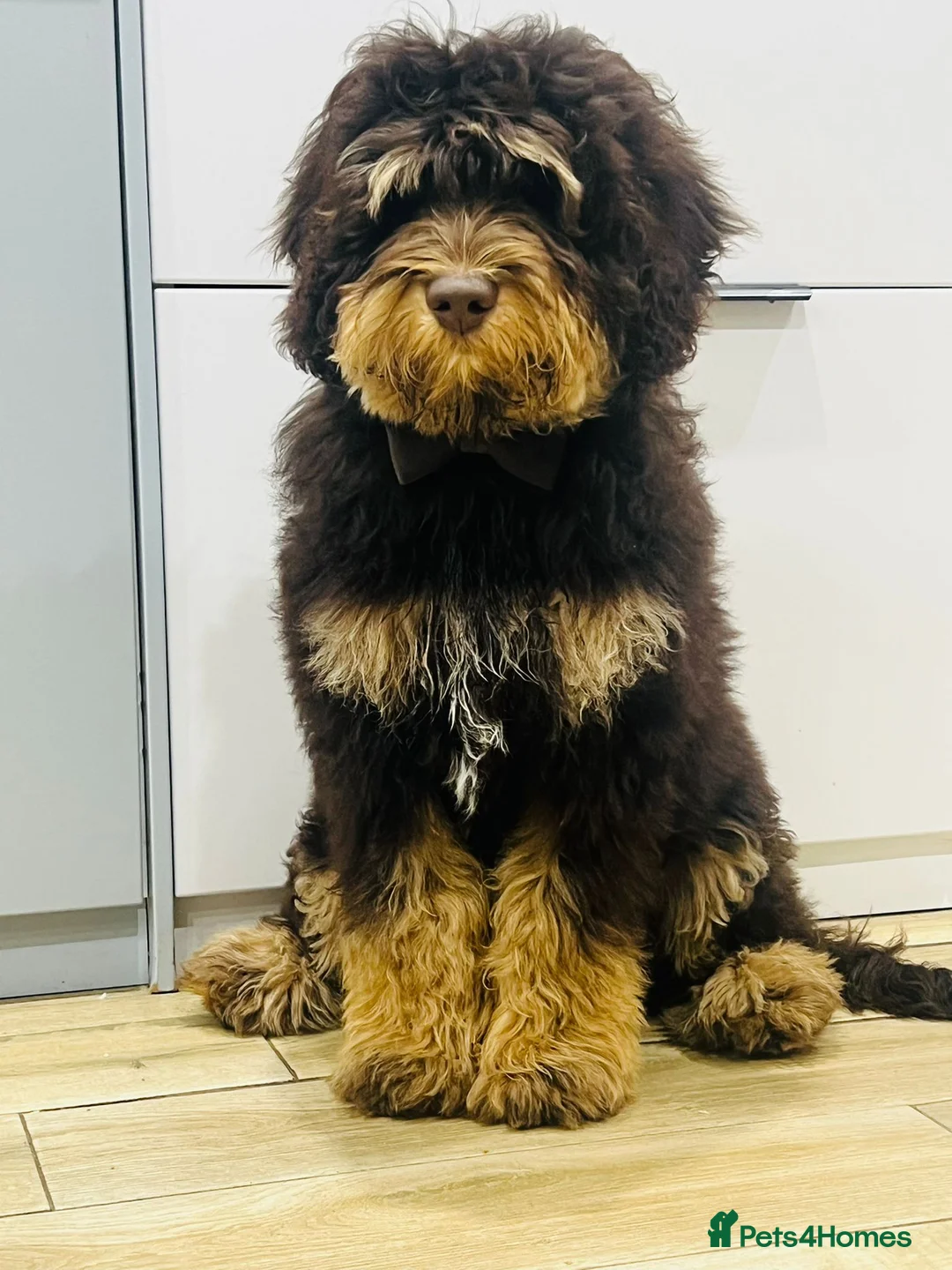 Labradoodle dogs for stud: Gorgeous blue Merle labradoodle stud in Swadlincote - Advert 32